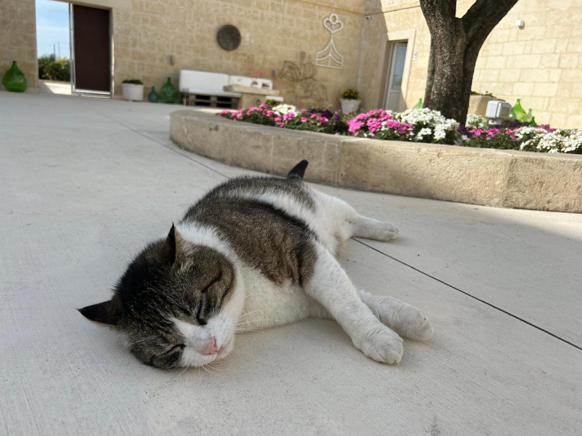 Masseria Spiga Gravina in Puglia Exterior foto